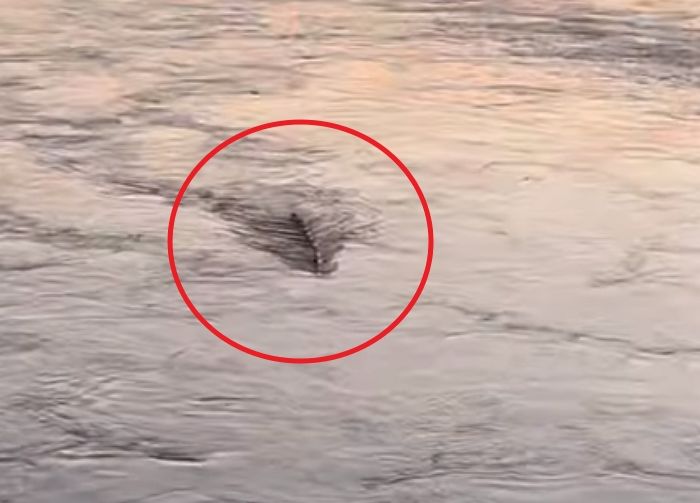 ‘한강 괴생물체’ 출몰 후 나흘간 잠복했던 유튜버가 드디어 충격적인 정체를 밝혔다