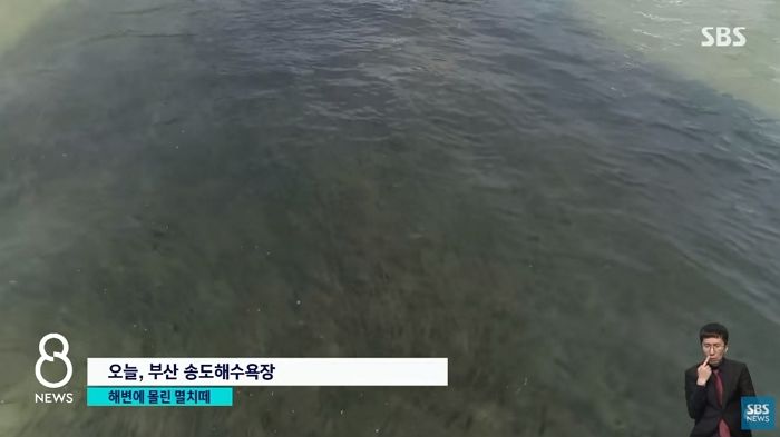 부산 앞바다에 ‘멸치 떼’ 찾아오자 바가지 들고 달려온 신난 아줌마들 (영상)
