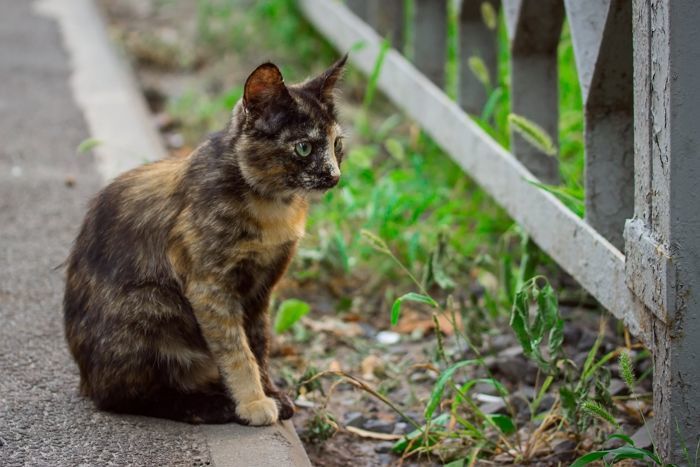 “울음소리·악취 못 이겨 길고양이 사료통 옮겼더니 벌금 70만원 내랍니다”