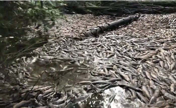 강가서 ‘연어 6만마리’가 떼죽음 당한 채 발견된 충격적인 이유 (영상)