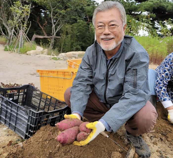 문재인 전 대통령이 ‘고구마’ 수확 사진 올리자 댓글 난리 났다(feat.김정숙)