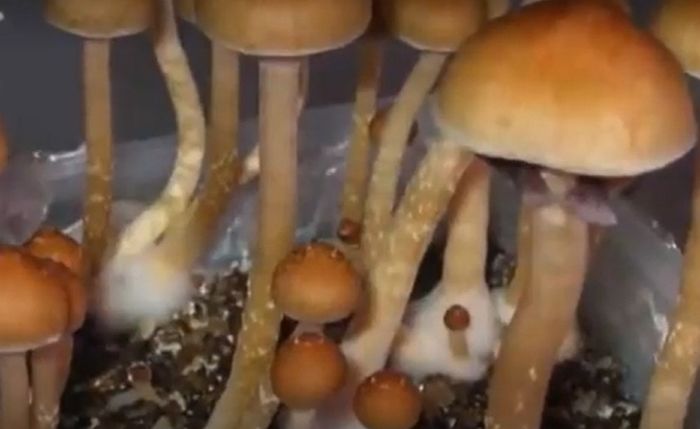 집에서 버섯 재배해 팔아 돈 번 고교생 집을 ‘마약수사대’가 급습해 체포한 이유