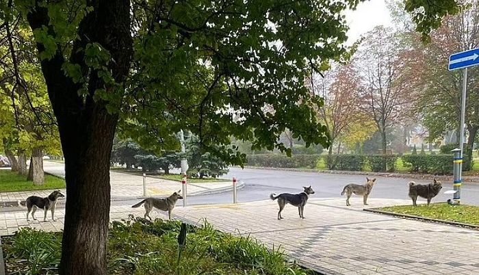 주인 잃은 우크라이나 반려견들 위해 무료 급식소 설치했더니...줄 서서 차례 기다리는 강아지들