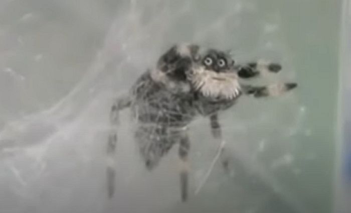 흰수염 덥수룩한 ‘산타 할아버지’ 똑닮은 ‘인면 거미’가 나타났다 (영상)