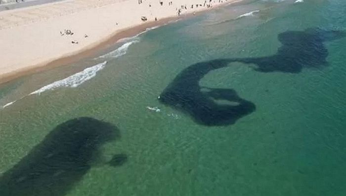 ‘충북 대지진’ 일주일 전 부산·경남 앞바다에 발생한 미스테리 떼죽음...“대지진 전조 현상?”