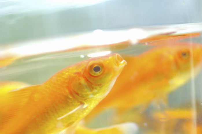 “금붕어 죽었다며 이태원 참사 조롱한 카이스트 학생들 잡아서 처벌해 주세요”