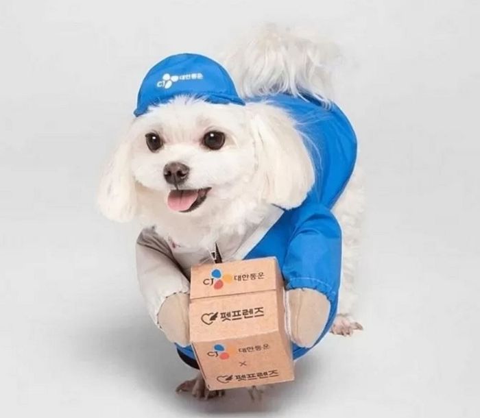 후원금 6억원 먹튀한 ‘택배견 경태’ 아빠의 최후