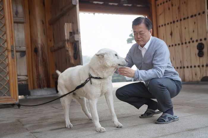 文, 양산서 키우던 ‘김정은 풍산개’ 3마리 사실상 파양 통보...“도로 데려가라”