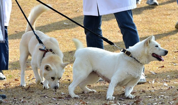 文이 반환한 풍산개, 판매용 ‘2023년 문재인 달력’에는 등장