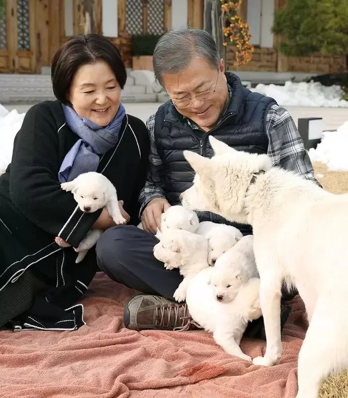 文이 파양한 풍산개들, 동물원 등 여기저기서 거절당해 갈 곳 없다