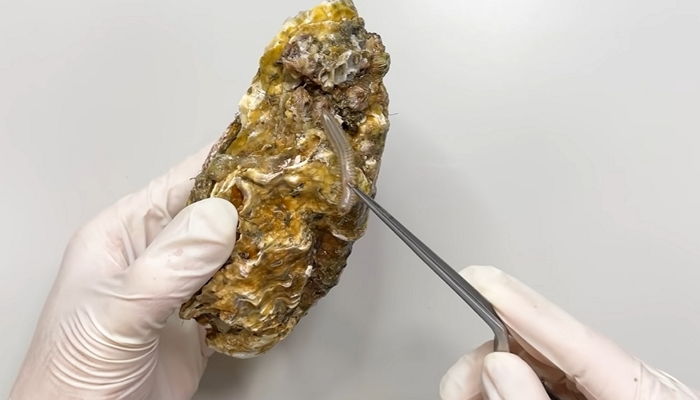 겨울 제철 ‘석화’를 현미경으로 들여다봤더니...충격적인 생물들이 기어 나옵니다 (영상)