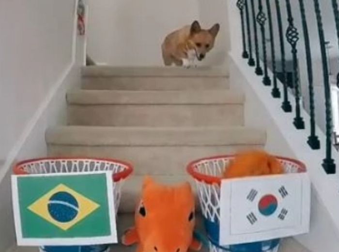 “혹시... 국적이?” 점쟁이 웰시코기, 브라질전 승리 한국에 점쳐 (+영상)