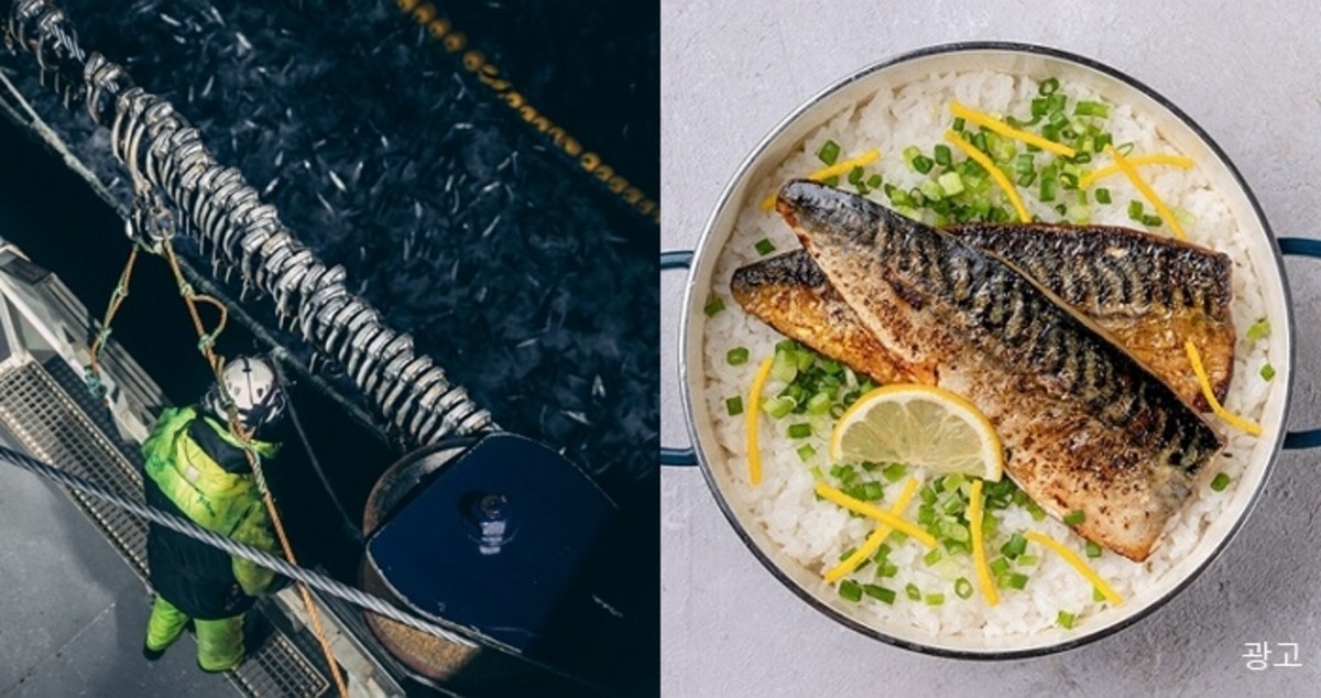 “한국 사람들이 너무 좋아해” 노르웨이 수산업자들 야근하게 만든 ‘노르웨이 고등어’의 맛