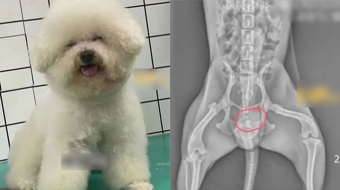 집에 놀러 온 엄마 남친 돌아간 날 너무 좋아 꼬리치다가 ‘골절’된 댕댕이