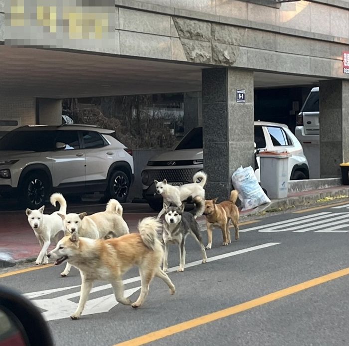 먹이 찾아 사람들 사는 주택가까지 내려와 고양이 ‘습격’하는 인천 서구 ‘들개떼’