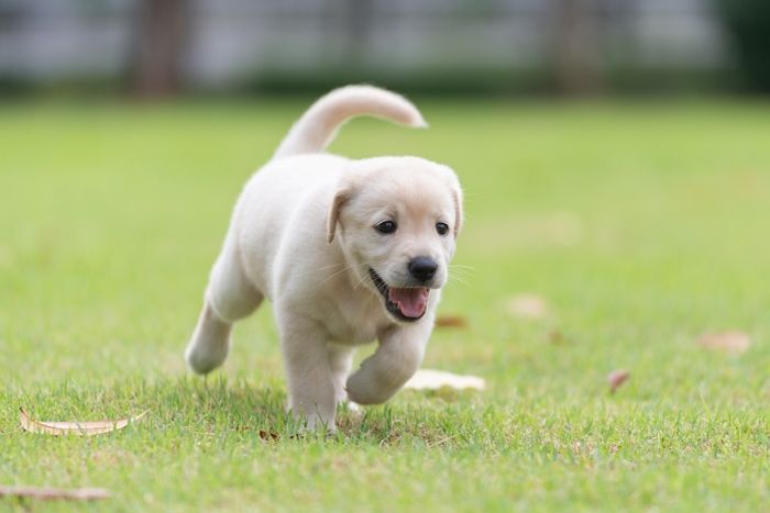 ‘아파트 15층’ 베란다에서 반려견 집어던진 20대 여성...강아지는 주차된 차 위로 떨어졌다