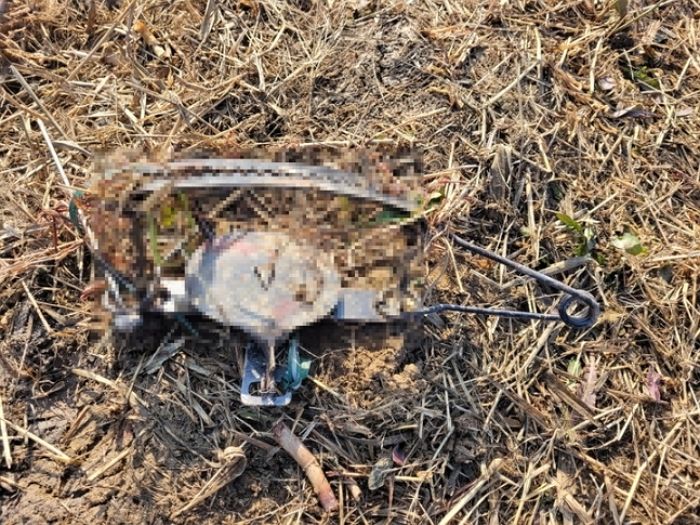 “부산 대저생태공원에서 덫에 걸린 반려견 구하려다 손가락이 절단됐습니다”