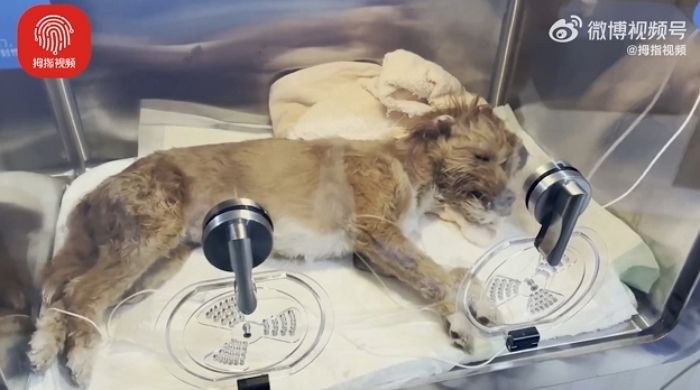 “반려견 데려오는 손님 많은데 마트 사장이 ‘쥐약’ 놔둬서 우리 강아지가 먹었습니다”