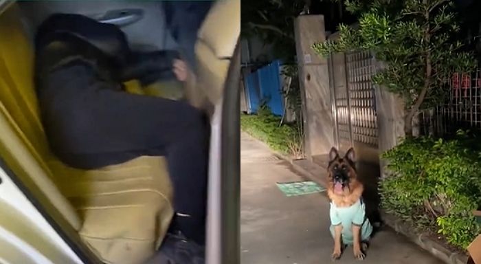 술 취해 잠든 주인 대신 대리기사에 직접 길 안내한 ‘내비게이션’ 댕댕이 (+영상)