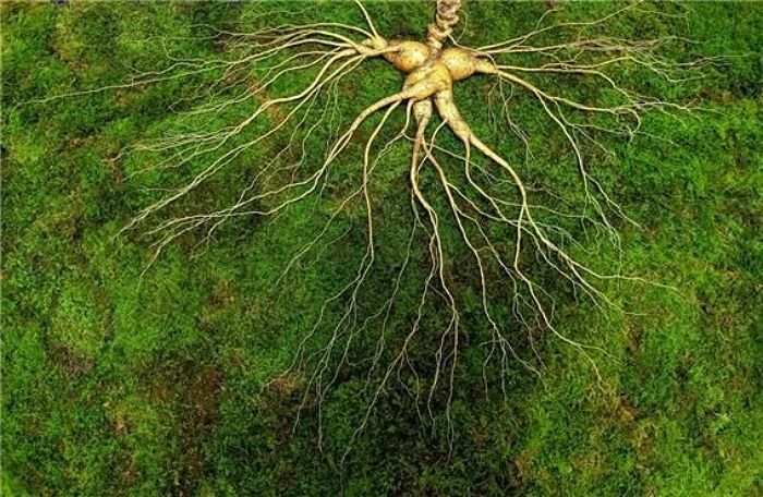 전남서 세계 최대 ‘희귀 산삼’ 나왔다...감정가 6억 8천만원