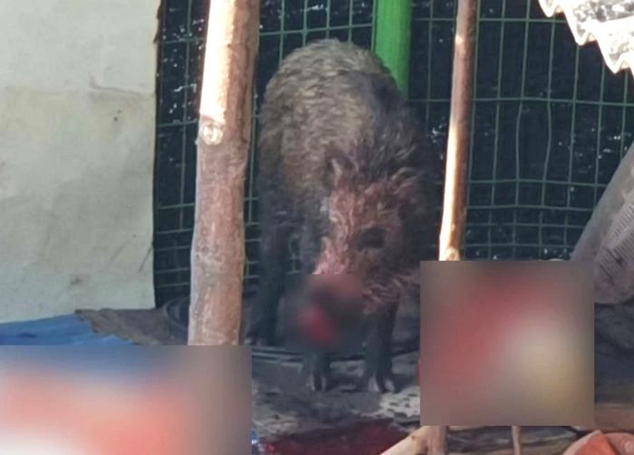 마당에 나타난 거대 멧돼지를 본 진돗개는 ‘주인님’을 지키기 위해 목숨을 걸고 달려들었다