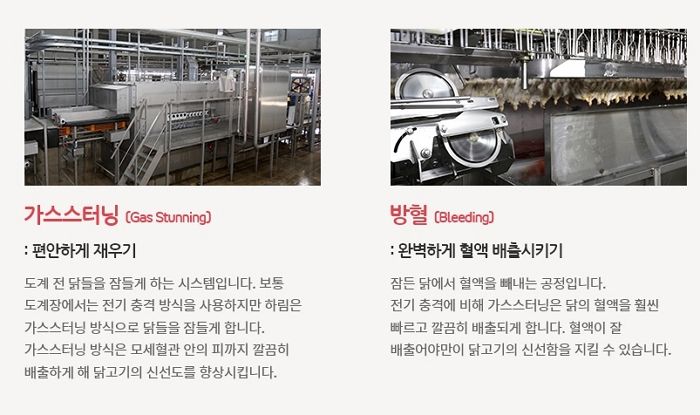 맛있는 닭고기 만들기 위해 하림이 닭 잡을 때 사용하는 방법