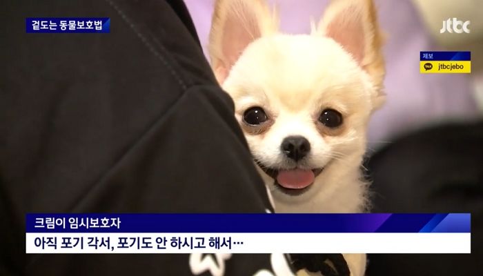 평택역서 ‘패대기’쳐진 포메 크림이, 학대하던 주인에게 돌아간다