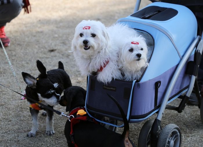 인스타에 “내 새끼 내 새끼” 고양이 자랑하던 여성, 임신 성공한 뒤 ‘파양’ 나서