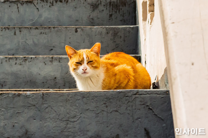 비닐봉지에 쌓여 버려진 죽은 ‘아기 고양이’ 또 발견...7마리 모두 같은 수법