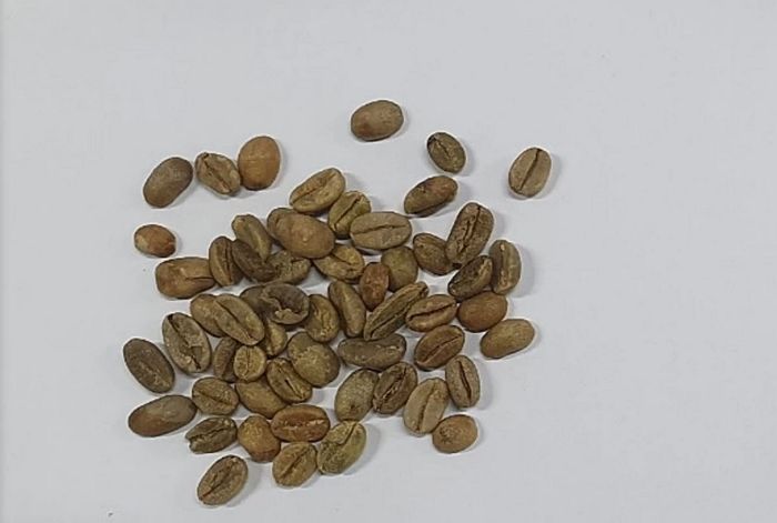 커피 원두 38톤에서 ‘간  장애·기형아 출산’ 유발하는 ‘곰팡이’ 독소 검출