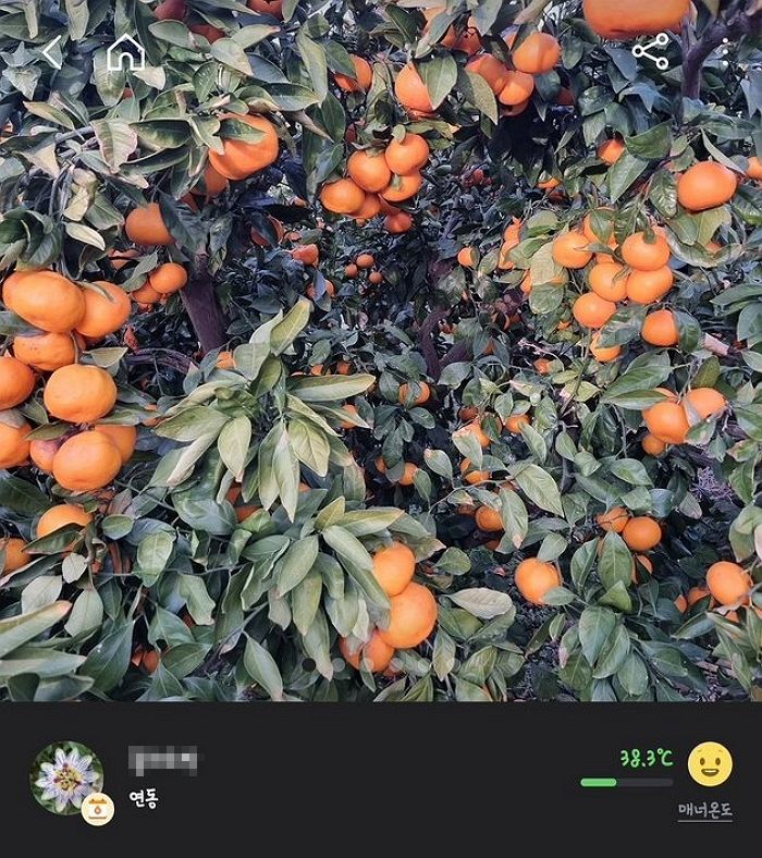 “감귤국 제주도의 흔한 무료나눔”...8시간 동안 공짜로 귤 따가라는 제주도 당근마켓 근황