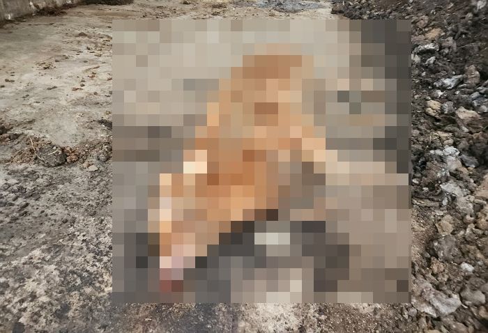 “이웃집에 악취 항의했더니 집 앞에 ‘죽은 소’를 가져다 놨습니다”