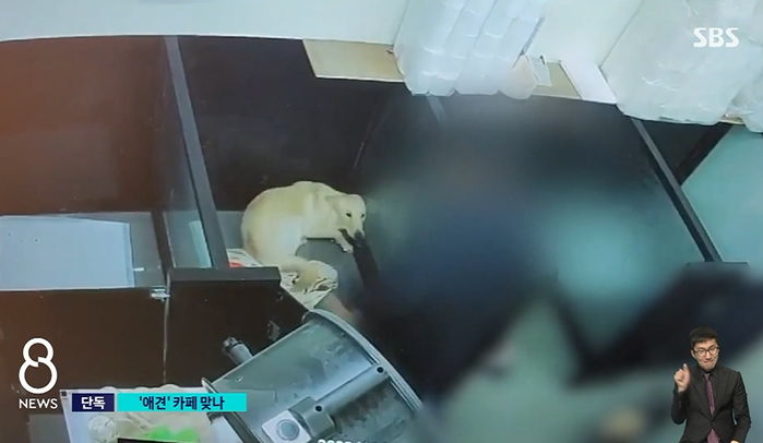 “청주의 애견 카페에 믿고 맡긴 반려견...발길질 당해 잔뜩 겁 먹은 채 돌아왔습니다”