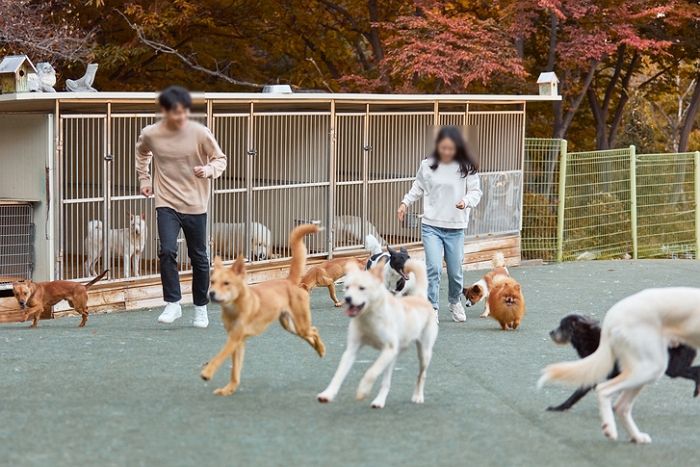 애견카페에서 개한테 쉐이크 ‘스틸’ 당했는데 환불 거절된 손님...“손님 부주의 vs 카페 잘못”