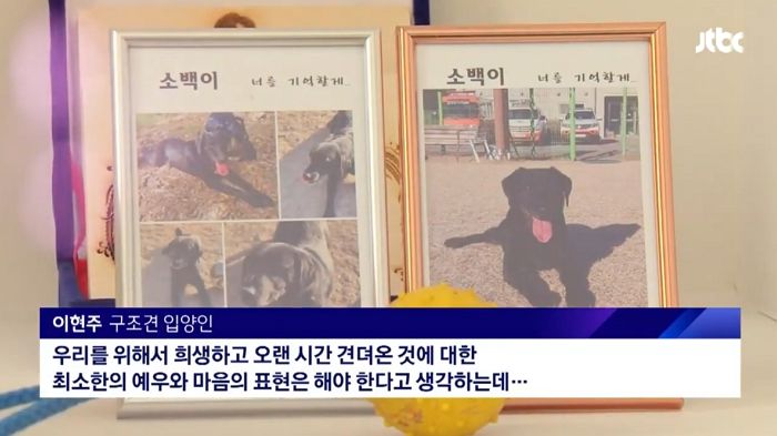 평생 사람 위해 희생한 구조견들, 은퇴 후엔 ‘투병’ 해도 의료비 지원 없어