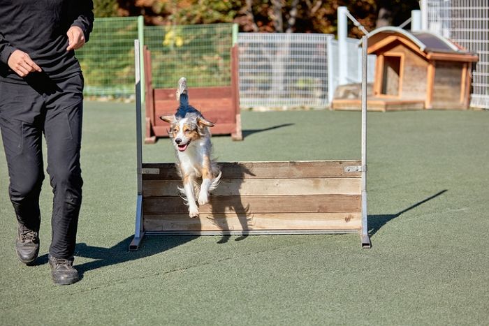 “1박 2일로 여행가자”...유명 개훈련사, 여성 후배에게 성희롱 피소