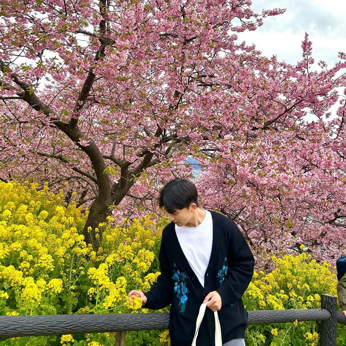 “벌써 벚꽃이 활짝 폈어요”...지금 일본 여행 가면 볼 수 있는 벚꽃 풍경 (+영상)