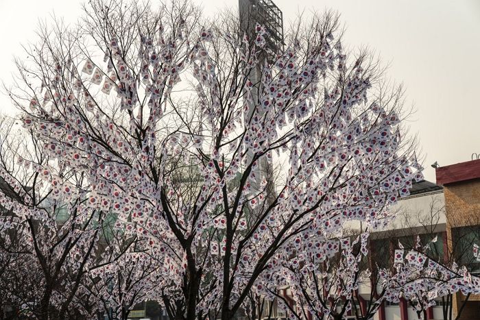 “3월에 이른 벚꽃 핀 줄 알고 달려갔더니 ‘태극기 꽃’이었습니다”