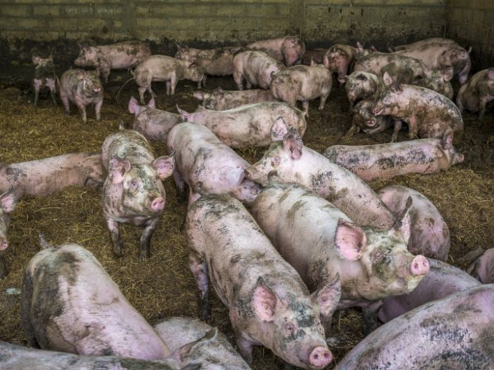 10년간 돼지 똥 치우던 태국인 근로자 숨지자 야산에 시신 유기한 농장주...거주 환경 ‘충격’