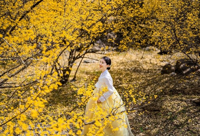 “벚꽃보다 더 예쁘다”...한복 입고 가면 세젤예 ‘인생샷’ 남길 수 있는 ‘광양매화축제’