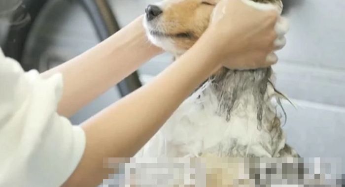 욕실서 반려견 씻기다 쓰러진 할머니 구하려다 ‘감전’돼 세상 떠난 10대 손녀