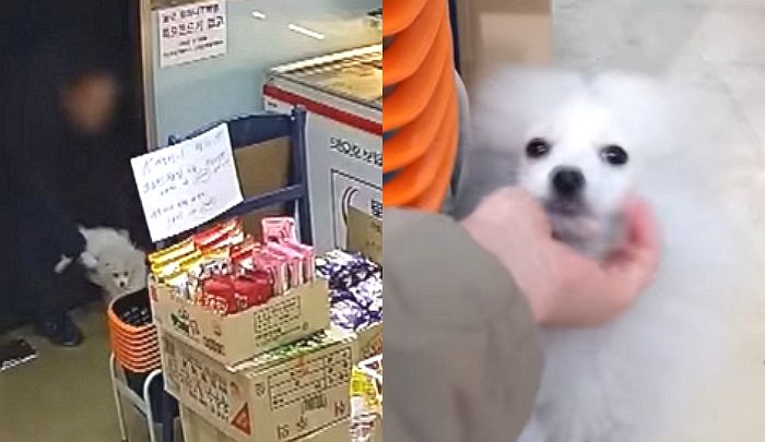 한밤중 부산 무인점포에 강아지 ‘휙’ 버리고 사라졌던 남성의 한 달 후 근황