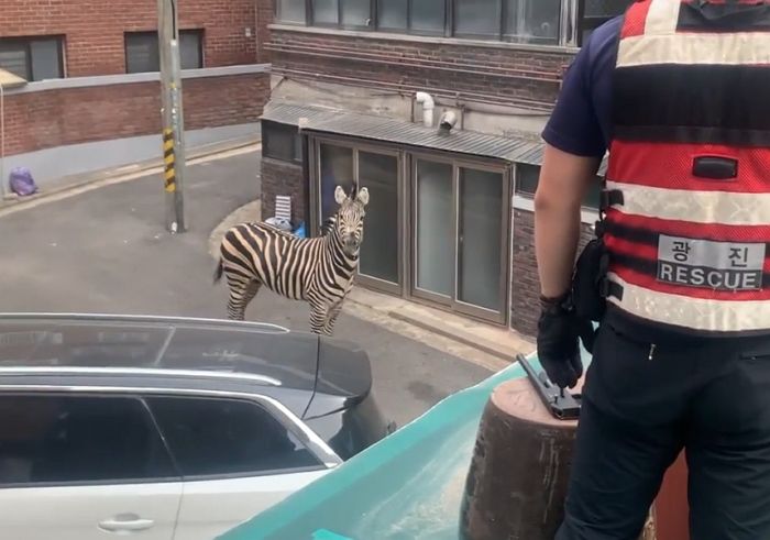 어린이대공원 탈출해 서울 도심 한복판 활보한 3살짜리 ‘얼룩말’...생포 작전 진행중 (영상)