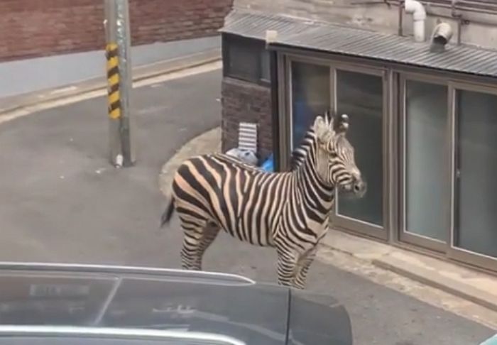 자유 꿈꿨던 3살 얼룩말의 ‘쇼생크 탈출’...마취총 7발 맞고 3시간 만에 집으로 돌아갔다