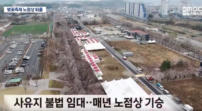 불법노점상 기어나오자 싹 밀어버린 울산 인기 벚꽃축제 근황