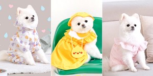콩이 이미지