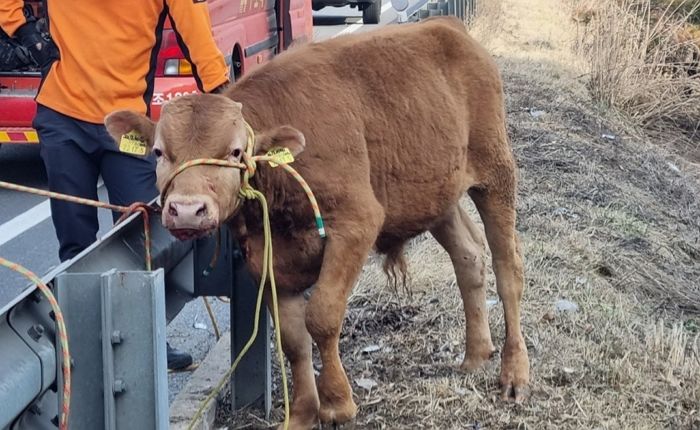 얼룩말 ‘세로’에 이어 자유 찾아 고속도로 ‘하이패스’로 탈출 시도한 송아지