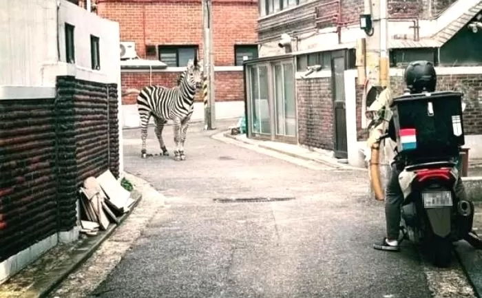 얼룩말 세로 대탈출 때 자연스럽게 가던길 ‘턴’해 돌아가던 남성 정체 (+영상)