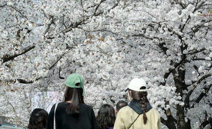 “벚꽃 보러 가자”...일요일인 내일(2일) 낮기온 20도 웃돌며 초여름 날씨