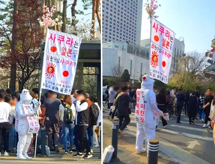 “사쿠라는 일본꽃”...벚꽃축제는 미친짓이라는 석촌호수 ‘반일시위남’